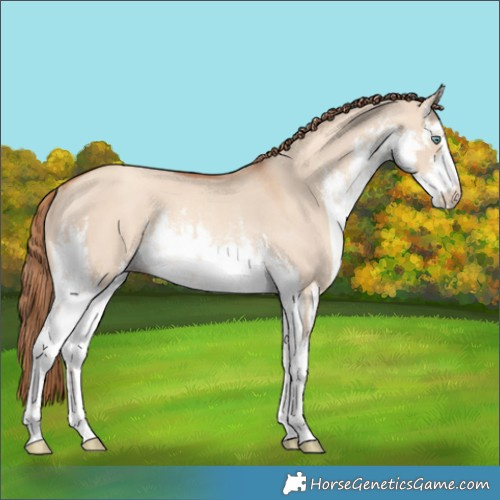 Horse Color:White Spotted Gold Champagne Dun Rabicano 