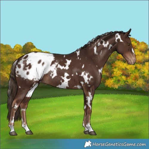 Horse Color:White Spotted Liver Chestnut Appaloosa Rabicano 