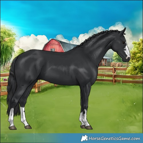 Horse Color:Black 