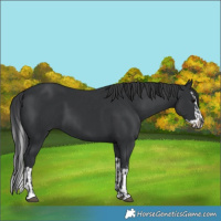 Horse Color:Black and Black Splash
