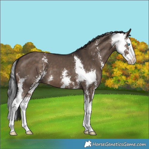 Horse Color:Brown Dun Sabino Splash 