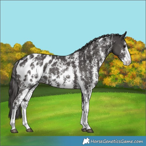 Horse Color:Smoky Black Sabino Appaloosa 