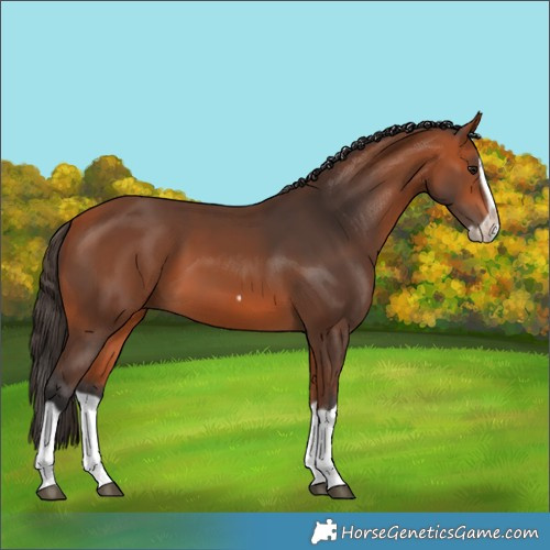 Horse Color:Bay Splash Frame 
