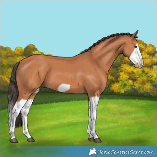 Horse Color:Bay Splash Frame 