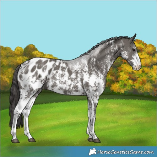 Horse Color:Grullo Sabino Appaloosa 