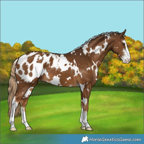 Horse Color:White Spotted Chocolate Palomino Sabino Appaloosa 