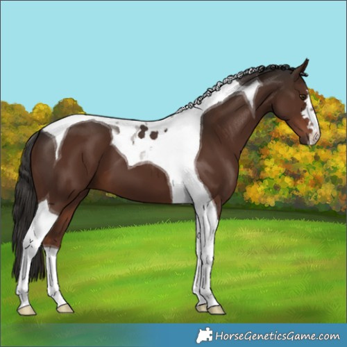 Horse Color:Liver Chestnut Tobiano 