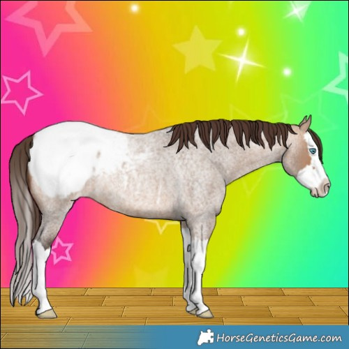 Horse Color:Bay Roan Dun Splash Appaloosa