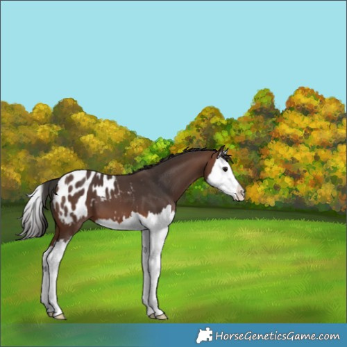Horse Color:Brown Splash Appaloosa 