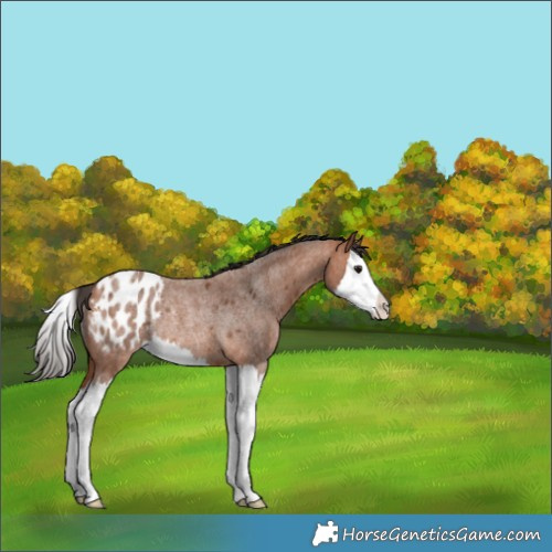 Horse Color:Bay Roan Splash Appaloosa Rabicano 