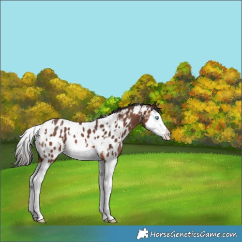 Horse Color:White Spotted Bay Splash Appaloosa