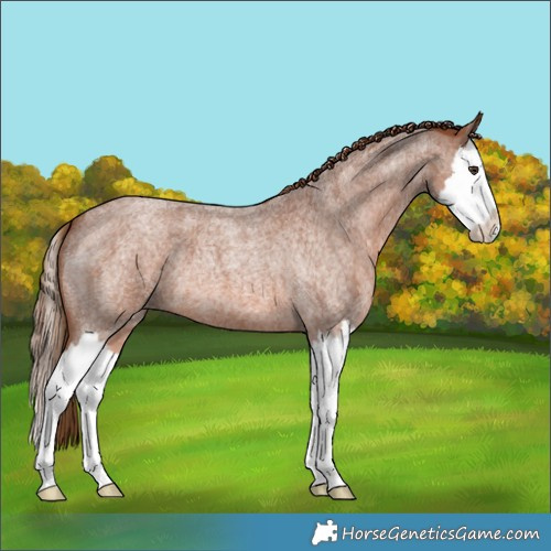 Horse Color:Red Roan Splash 