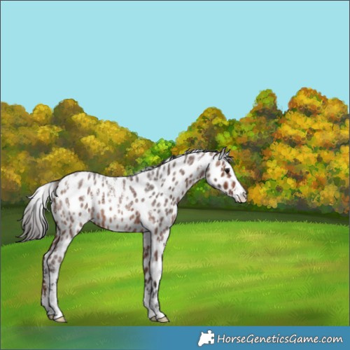 Horse Color:Powder White Brown Roan Appaloosa