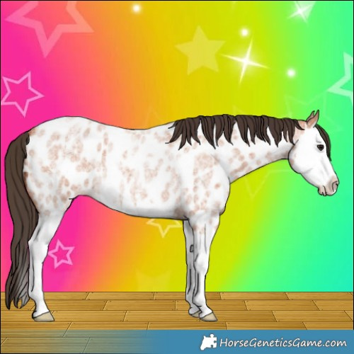 Horse Color:Bay Roan Splash Appaloosa 