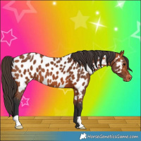 Horse Color:Bay Near Leopard