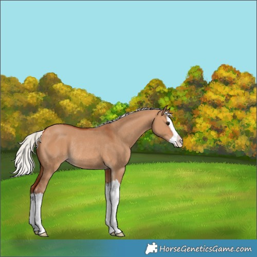 Horse Color:Silver Bay Dun Splash Rabicano