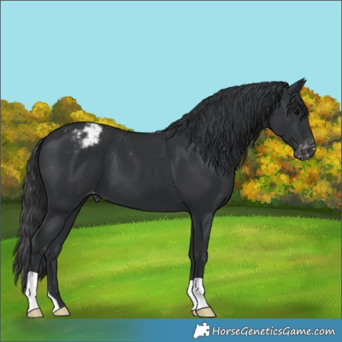 Horse Color:Black Appaloosa 