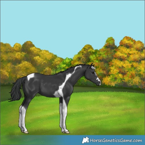 Horse Color:Black Tobiano 