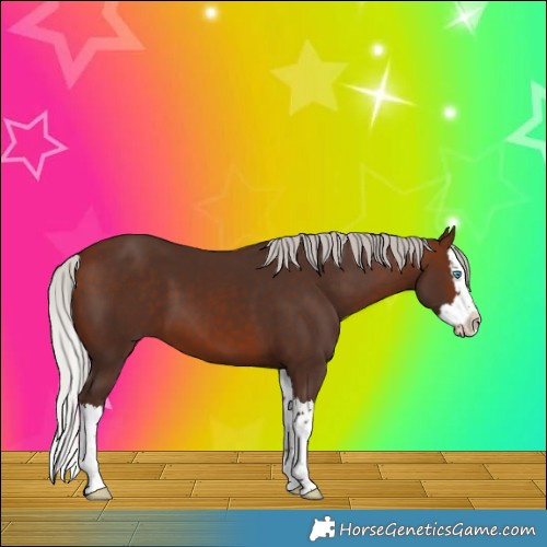 Horse Color:Silver Brown Splash