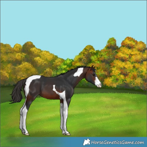Horse Color:White Spotted Bay Tobiano