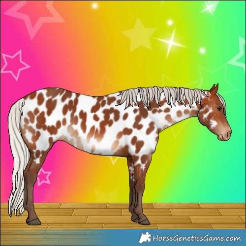 Horse Color:Silver Bay Appaloosa 