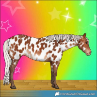 Horse Color:Silver Bay Near Leopard 