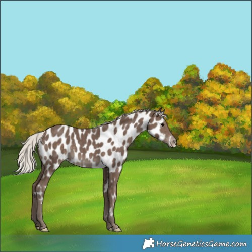Horse Color:Silver Black Appaloosa