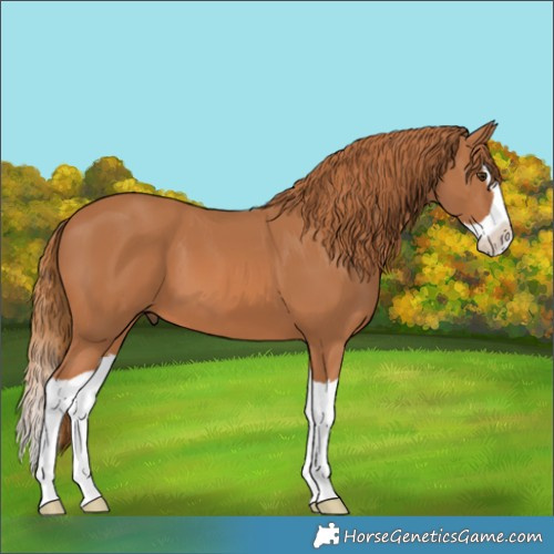 Horse Color:Chestnut Splash 