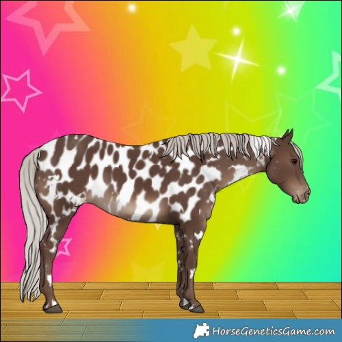 Horse Color:White Spotted Silver Black Appaloosa 