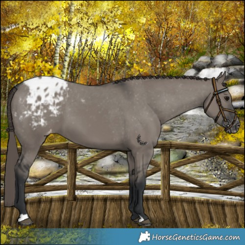 Horse Color:Grullo Appaloosa 