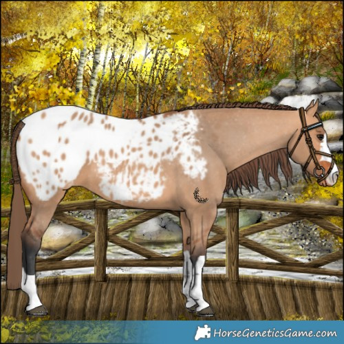 Horse Color:Bay Dun Appaloosa 