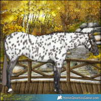Horse Color:Grullo Near Leopard
