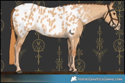 Horse Color:Red Dun Near Leopard 