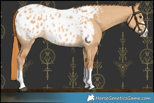 Horse Color:Red Dun Appaloosa 