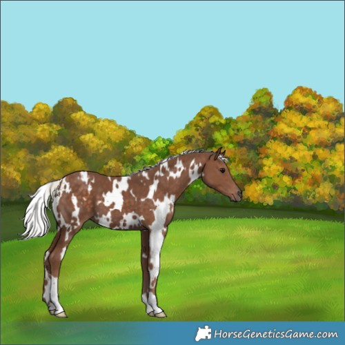 Horse Color:White Spotted Silver Black
