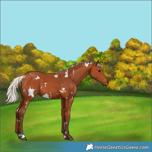 Horse Color:White Spotted Silver Bay