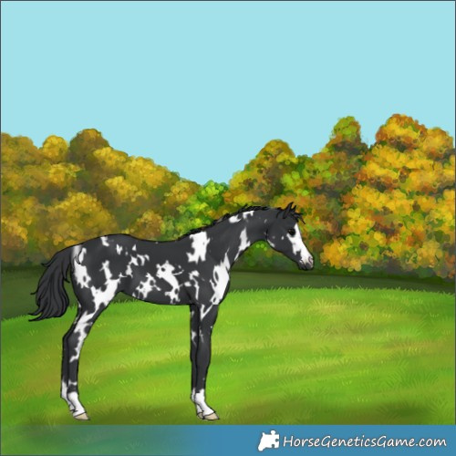 Horse Color:White Spotted Black 