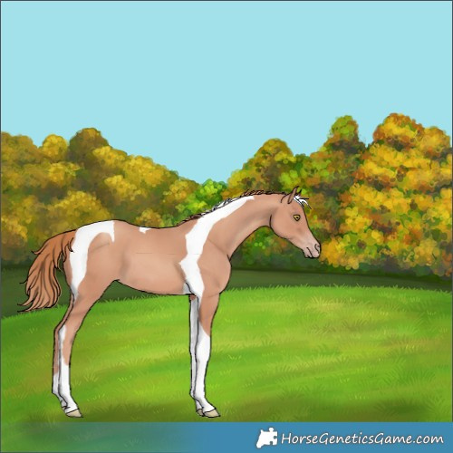 Horse Color:Gold Champagne Tobiano 