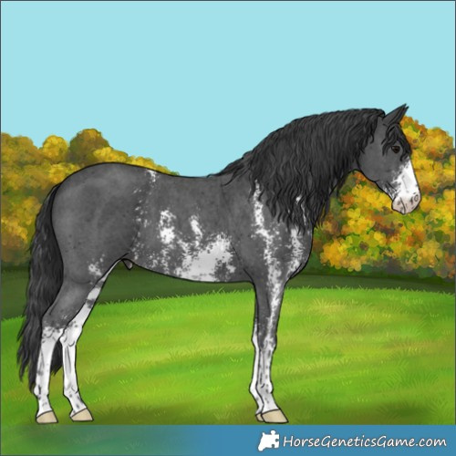 Horse Color:Black Sabino 