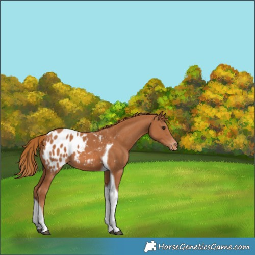 Horse Color:Chestnut Tobiano Appaloosa