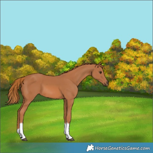Horse Color:Chestnut Tobiano 