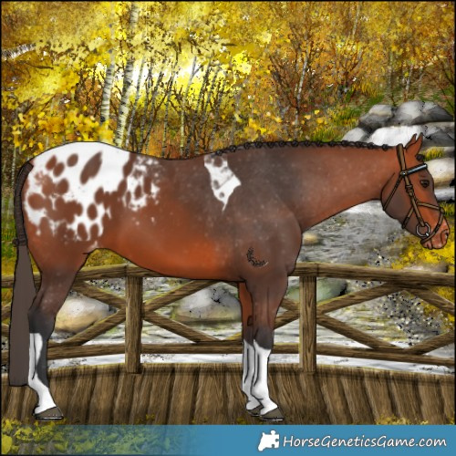 Horse Color:Bay Tobiano Appaloosa 