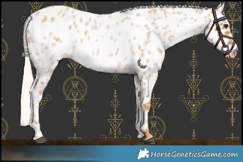 Horse Color:Palomino Roan Leopard