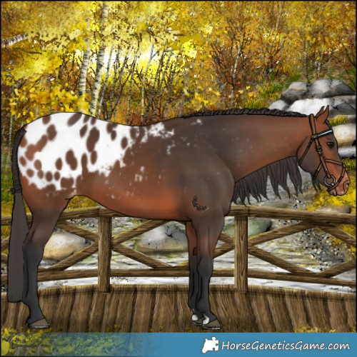 Horse Color:Bay Appaloosa 