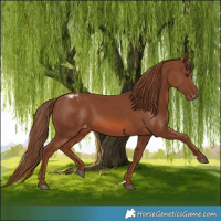 Horse Color:Chestnut Appaloosa