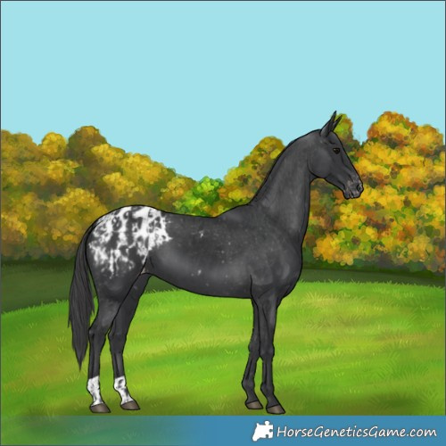 Horse Color:Black Blanket  and Black Blanket 