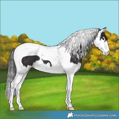 Horse Color:Smoky Black Splash Tobiano