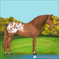 Horse Color:Chestnut Blanket 