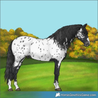 Horse Color:Black Near Leopard 