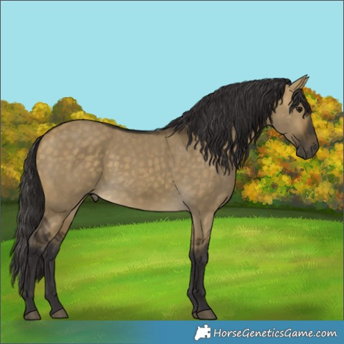 Horse Color:Buckskin Dun 